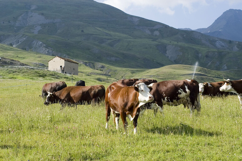 Agricoltura: mucche al pascolo in Valle d 'Aosta - RIPRODUZIONE RISERVATA