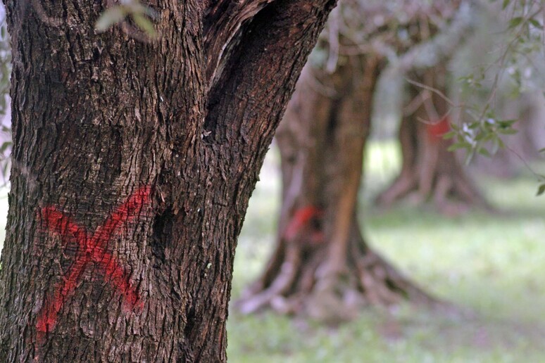 Ulivi infetti da xylella fastidiosi segnati con una croce rossa nel Salento -     RIPRODUZIONE RISERVATA