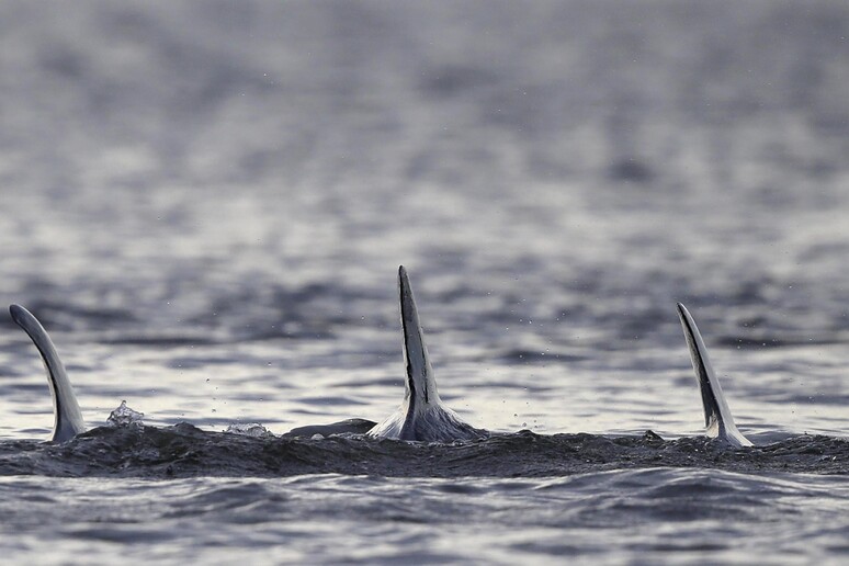 Delfini a Cat Bay, Lousiana © ANSA/AP