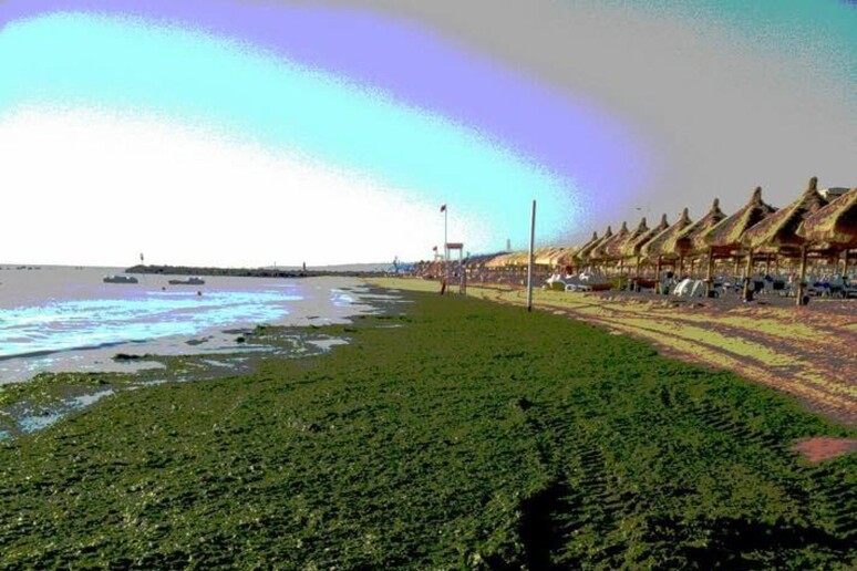 Alghe sulla spiaggia di Pescara (foto di repertorio) - RIPRODUZIONE RISERVATA