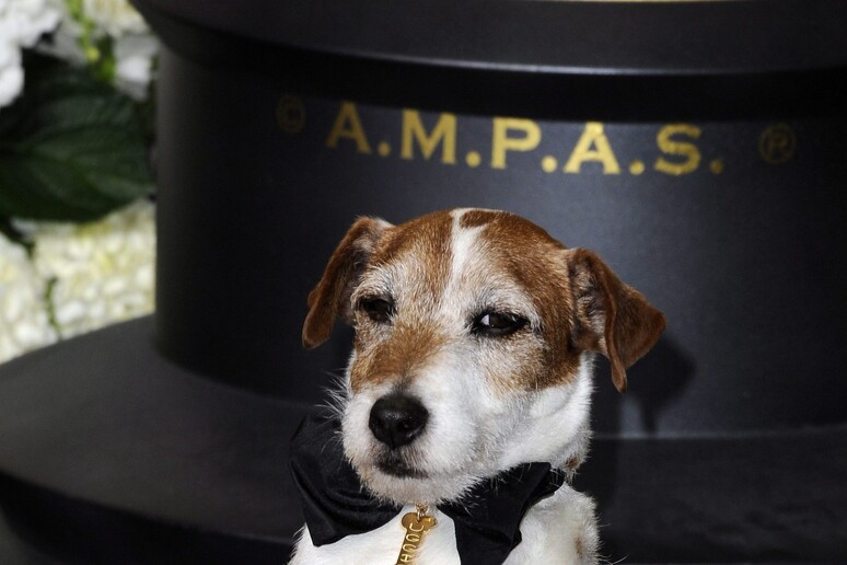 Nella foto di archivio, il cane Jack Russell  'Uggie ', utilizzato nel film  'The Artist ' © ANSA/EPA
