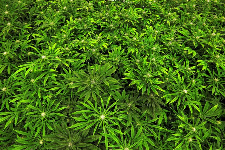 Domani a Cdm depenalizzazione cannabis uso terapeutico © ANSA/AP