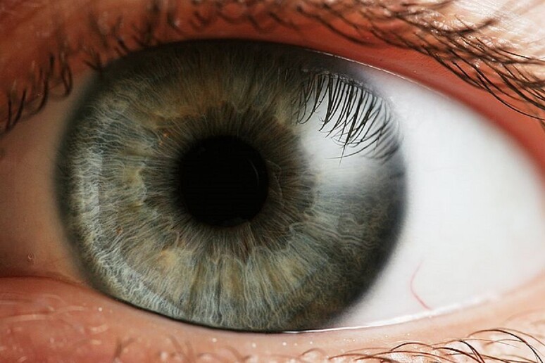 Taglia-incolla Dna corregge malattia della retina che dà cecità - RIPRODUZIONE RISERVATA