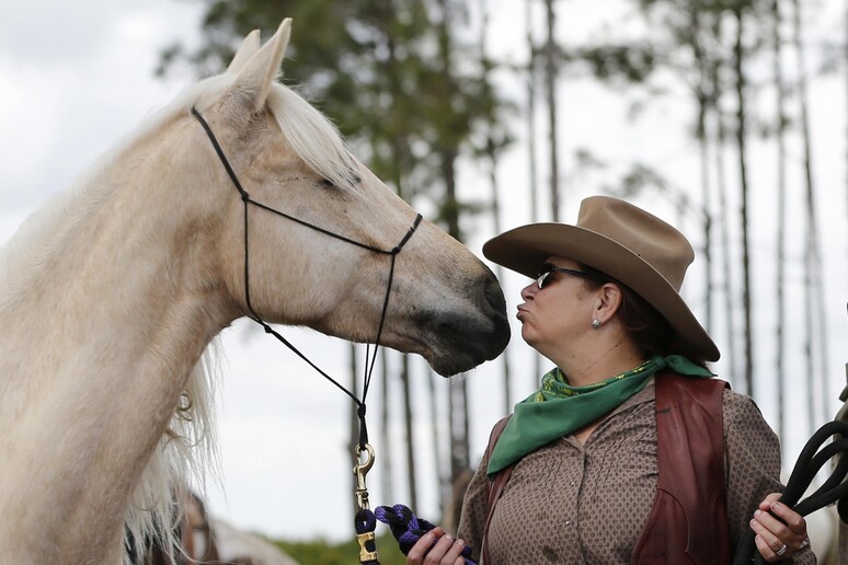 Non solo cani, anche i cavalli ci leggono il volto © ANSA/AP