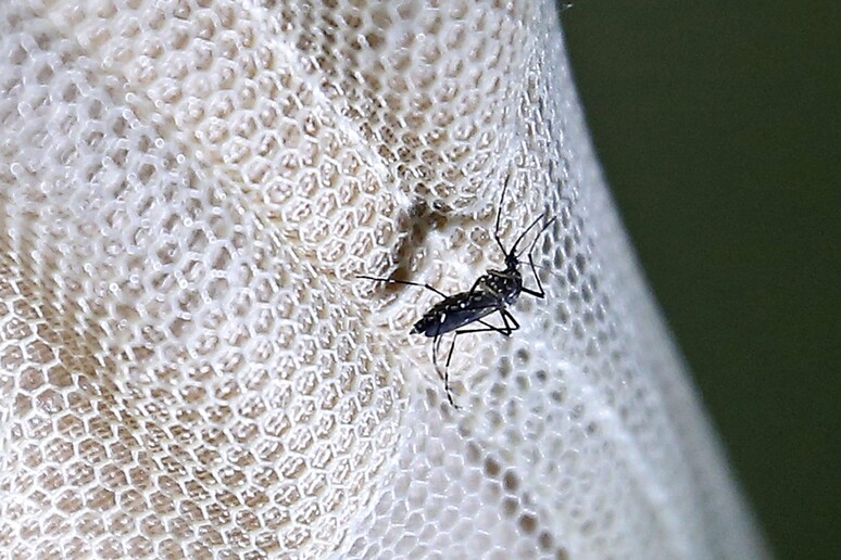 la zanzara vettore di Zika © ANSA/EPA