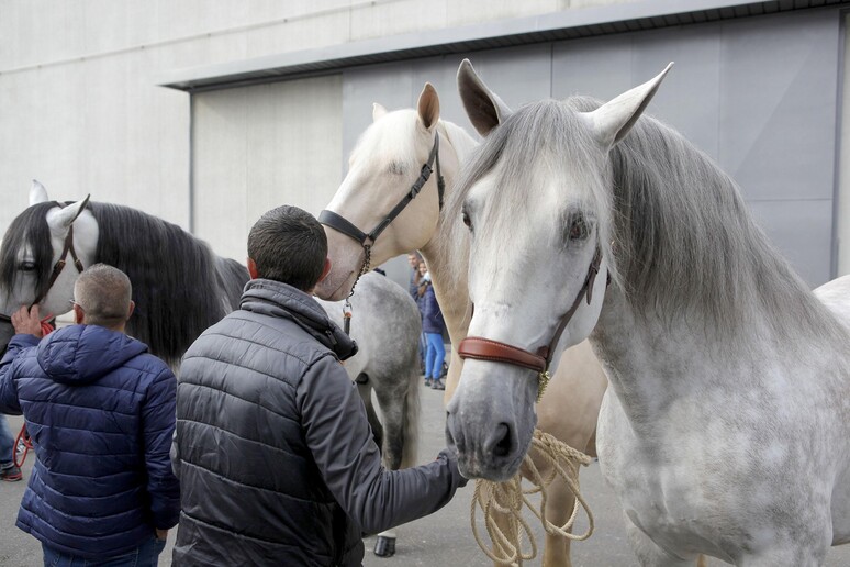 Fieracavalli a Verona, il  'salone ' del mondo equestre - RIPRODUZIONE RISERVATA