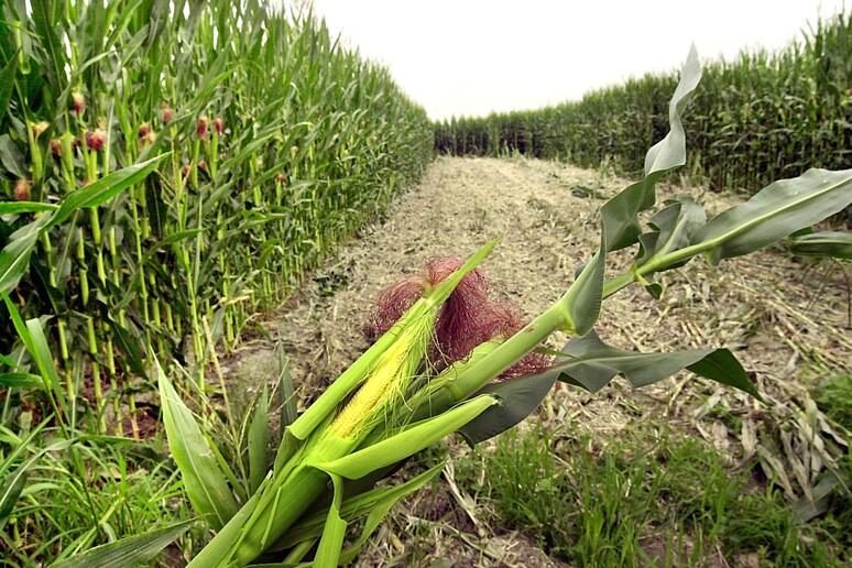 Coldiretti, in Italia -28% terre coltivate in 25 anni - RIPRODUZIONE RISERVATA