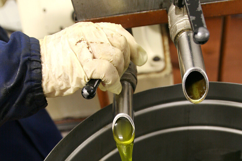 Spillatura di olio d 'oliva in un 'immagine d 'archivio - RIPRODUZIONE RISERVATA