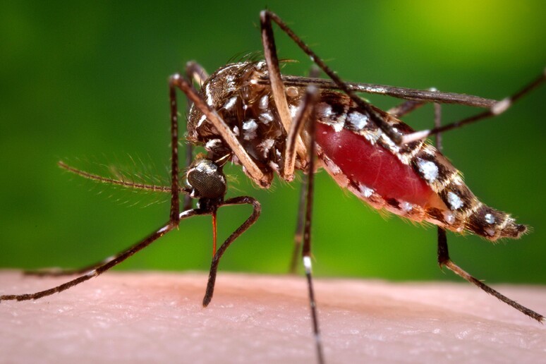 Aedes aegypti mosquito © ANSA/AP