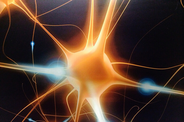Un ormone puo ' dare i super poteri alla memoria e all 'orientamento. Nell 'immagine la rappresentazione artistica di singoli neuroni accessi (fonte: Bryan Jones) - RIPRODUZIONE RISERVATA