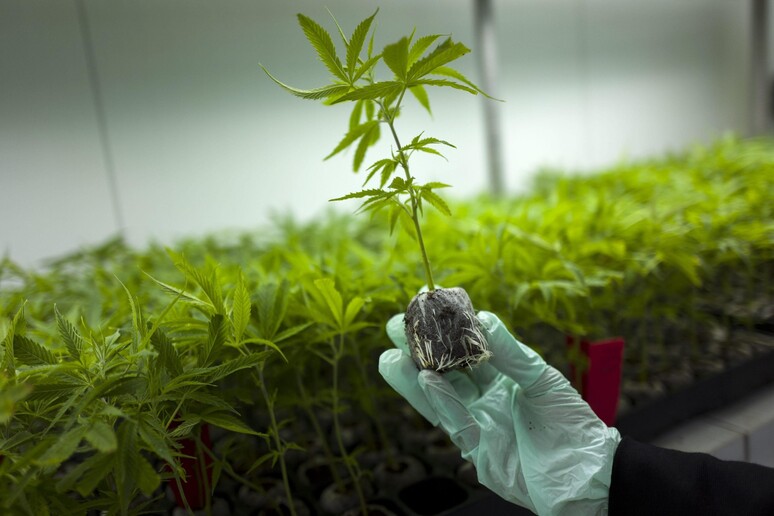Droga: Consulta, coltivazione cannabis resta reato © ANSA/EPA