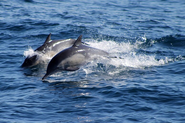 Sos delfini, summit ricercatori Mediterraneo per salvarli -     RIPRODUZIONE RISERVATA