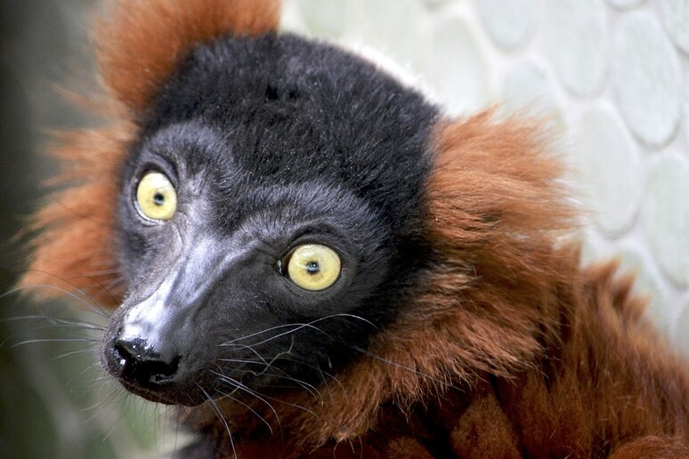 Lemure del Madagascar - RIPRODUZIONE RISERVATA