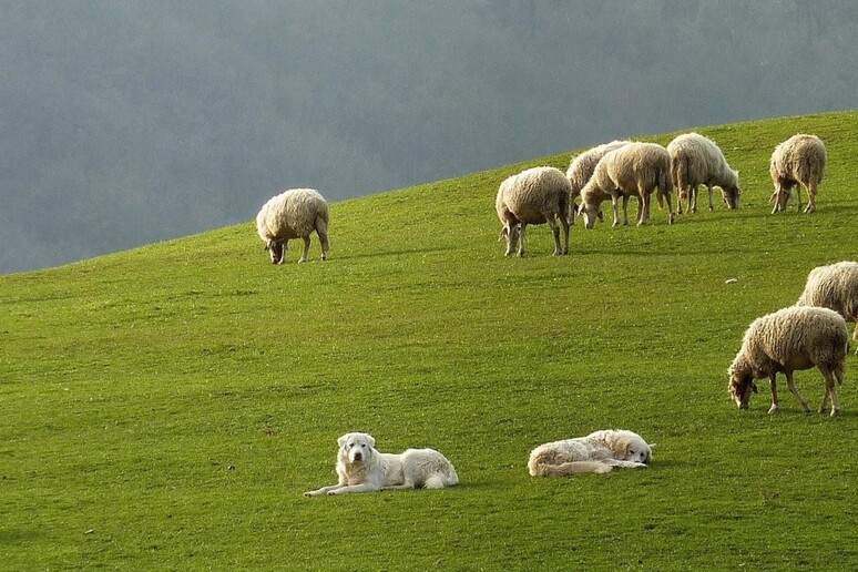 Gps per trovare pecore al pascolo, 250 collari e telefonino - RIPRODUZIONE RISERVATA