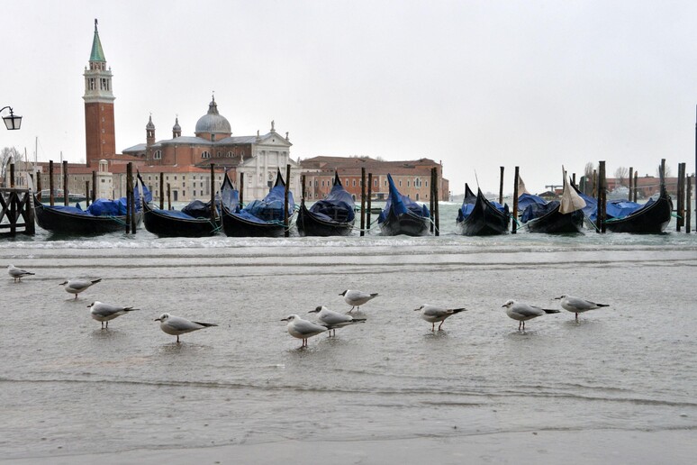 Gabbianelle  'passeggiano ' su un velo di acqua alta che copre piazza San Marco a Venezia - RIPRODUZIONE RISERVATA