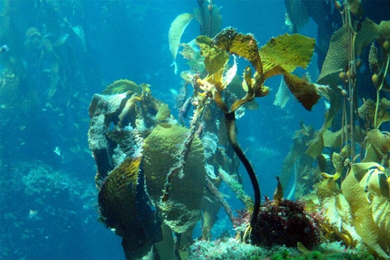 Foreste di alghe kelp - RIPRODUZIONE RISERVATA