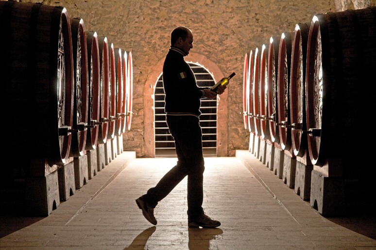 Botti di vino alla Fondazione Mach di San Michele all 'Adige in Trentino. - RIPRODUZIONE RISERVATA
