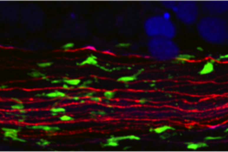I macrofagi (in verde) visti al microscopio, associati ai neuroni (in rosso) nel tessuto adiposo (in blu) (fonte: Roksana Pirzgalska, IGC) - RIPRODUZIONE RISERVATA