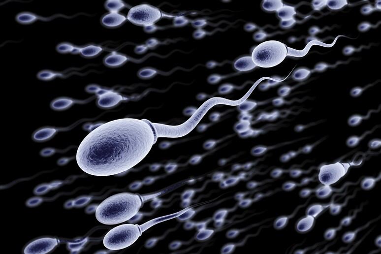 Sviluppato un  ' 'calcolatore dell 'età degli spermatozoi ' ' - RIPRODUZIONE RISERVATA