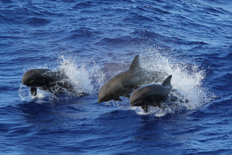 Cetacei della famiglia dei delfini (fonte: NOAA, Andrea Bendin) - RIPRODUZIONE RISERVATA