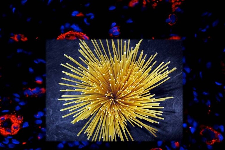 Sullo sfondo arteriole viste al microscopio (fonte: Scuola Superiore Sant 'Anna) - RIPRODUZIONE RISERVATA