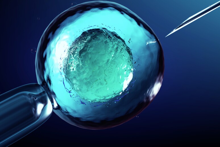 Più speranze di maternità dagli ovociti in vitro per le donne con tumore - RIPRODUZIONE RISERVATA