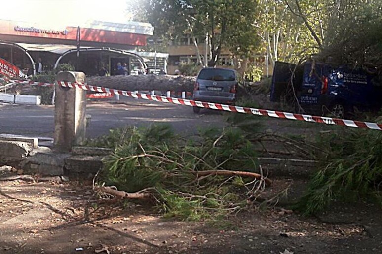 Roma, cade pino alto 25 metri - RIPRODUZIONE RISERVATA