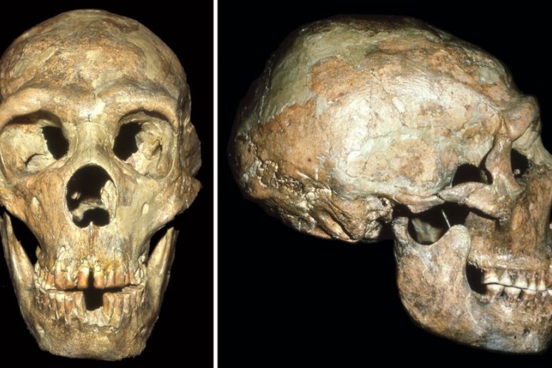 Il cranio di Shanidar, il neanderthaliano sopravvissuto grazie all 'aiuto dei suoi simili. Visibili i segni di un colpo violento, probabilmente ricevuto quando era giovanissimo (fonte: Erik Trinkaus) - RIPRODUZIONE RISERVATA