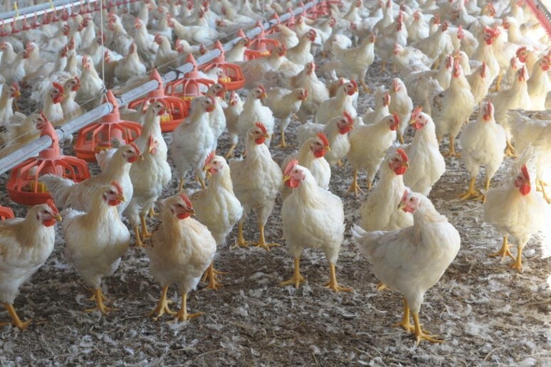 Un allevamento di polli. Immagine d 'archivio - RIPRODUZIONE RISERVATA