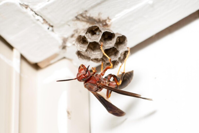 Anche le vespe fanno parte della comunità clandestina insediata nelle case (fonte: Matt Bertone, North Carolina State University) - RIPRODUZIONE RISERVATA