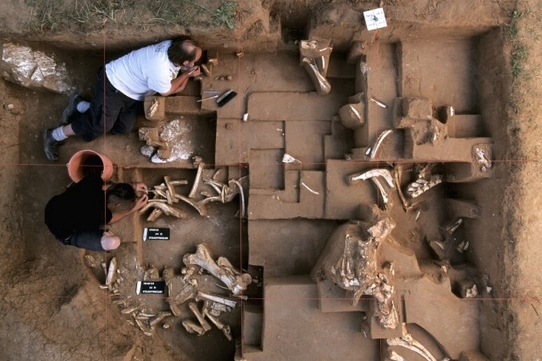 Il sito archeologico di Untermassfeld, dove finora sono stati trovati i resti fossili di 14.000 grandi animali che risalgono al periodo compreso tra 900.000 e 1,2 milioni di anni fa (Marc Steinmetz) - RIPRODUZIONE RISERVATA