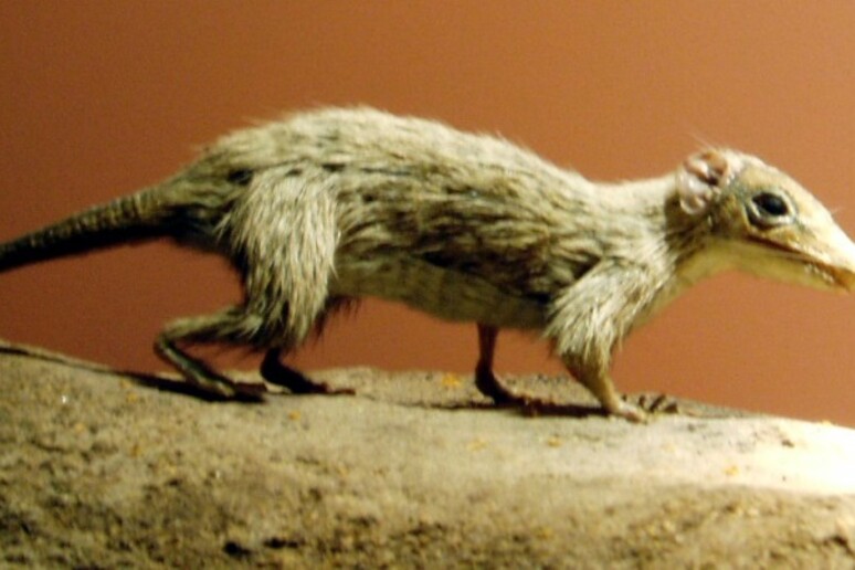 I primi mammiferi avevano l’aspetto di piccoli roditori (fonte: Museo di Storia Naturale di Londra) - RIPRODUZIONE RISERVATA