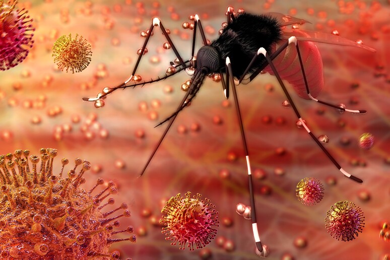 Via libera negli Usa a zanzare  'killer ' contro virus Zika - RIPRODUZIONE RISERVATA