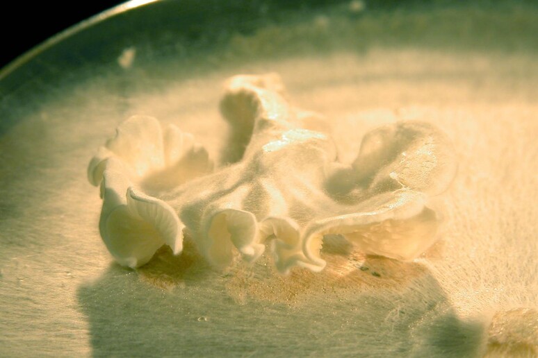 La versione del fungo Clitopilus passeckerianus generata in laboratorio (fonte: University of Bristol) - RIPRODUZIONE RISERVATA