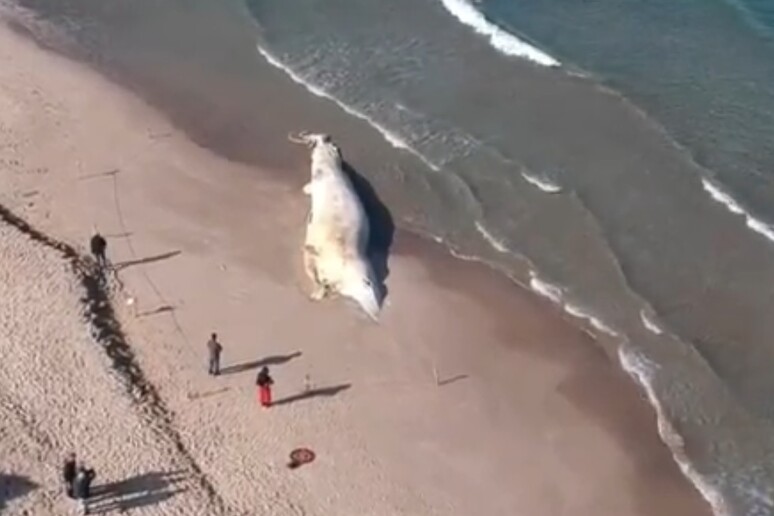 Un frame di un filmato della balena spiaggiata a Platamona (da video YouTube) - RIPRODUZIONE RISERVATA