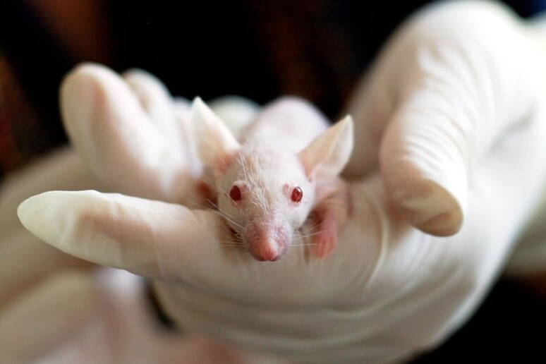 In Italia si sta riducendo progressivamente il numero degli animali utilizzati nei laboratori - RIPRODUZIONE RISERVATA