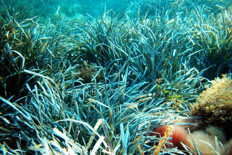 Posidonia oceanica nel Mediterraneo (fonte: Alberto Romeo, albertoromeo@neomedia.it, http://www.romeofotosub.it) - RIPRODUZIONE RISERVATA