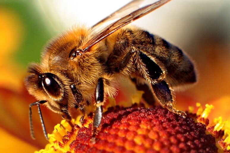 Le api imparano osservando (fonte: Maciej A. Czyzewski) - RIPRODUZIONE RISERVATA