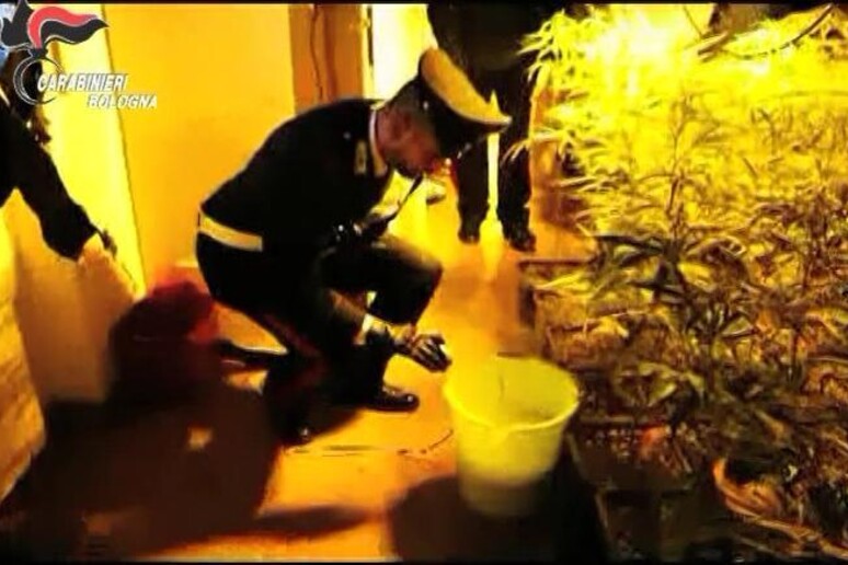 Serra marijuana scoperta dai Carabinieri - RIPRODUZIONE RISERVATA