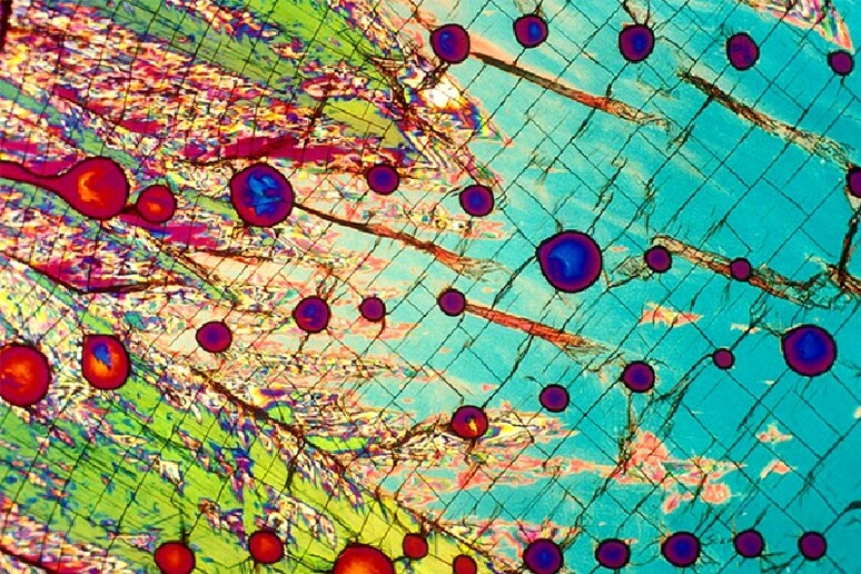Cristalli di vodka visti al microscopio (fonte: Mike Davidson, Florida State University, National High Magnetic Field Laboratory) - RIPRODUZIONE RISERVATA