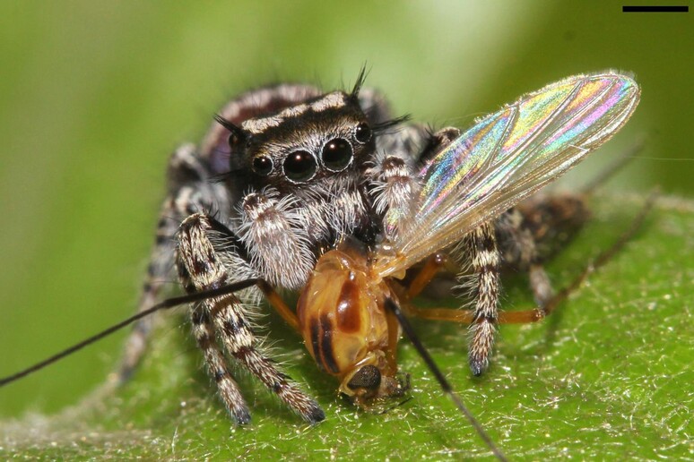 I ragni mangiano da 400 a 800 milioni di tonnellate di prede ogni anno (fonte: David E. Hill, Peckham Society, Simpsonville, South Carolina) - RIPRODUZIONE RISERVATA