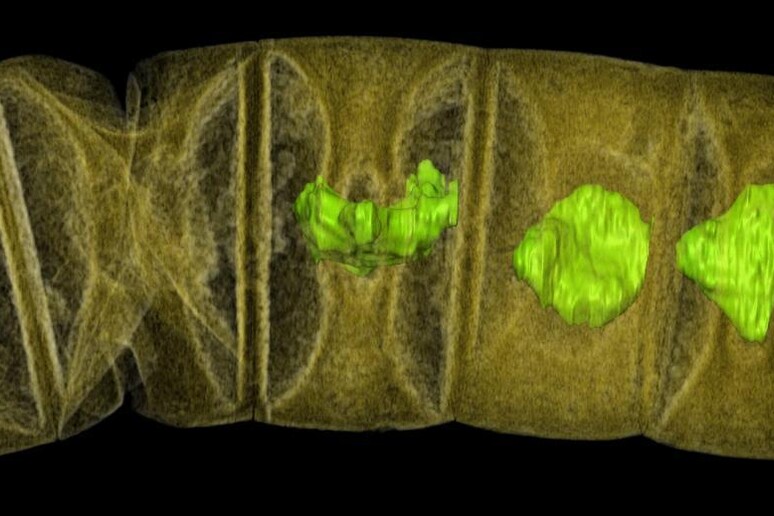 Un 'immagine dell 'alga rossa fossile (fonte: Stefan Bengtson) - RIPRODUZIONE RISERVATA