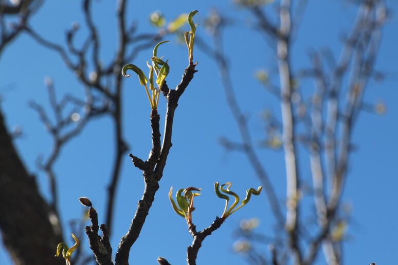 Il  'risveglio ' della primavera si fa sempre più lento a causa dei cambiamenti climatici (fonte: NHEPSCoR) - RIPRODUZIONE RISERVATA