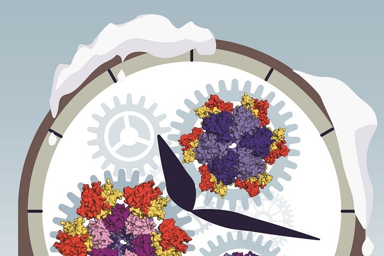 L 'orologio biologico dei cianobatteri  'congelato ' per studiarne il funzionamento (fonte: Philip Lossl, Utrecht University) - RIPRODUZIONE RISERVATA