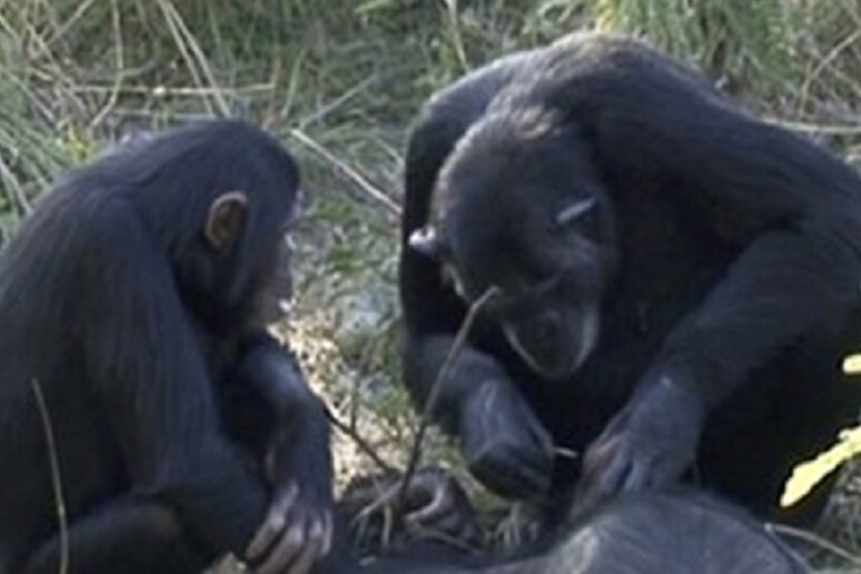 Una femmina di scimpanzè ( a destra) usa un filo d 'erba per pulire i denti di un individuo morto del suo gruppo (fonte:  Edwin J. C. van Leeuwen, Katherine A. Cronin &amp; Daniel B. M. Haun) - RIPRODUZIONE RISERVATA