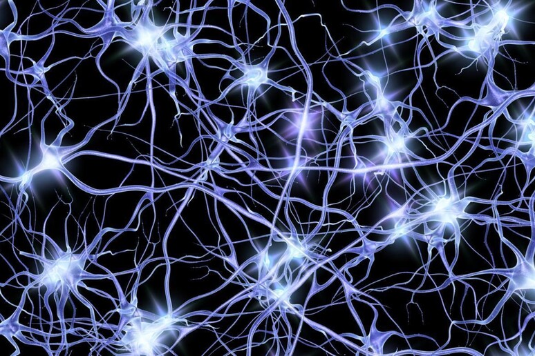Il cervello riposiziona le sue  'antenne ' durante l 'apprendimento (fonte: Penn State, via Flickr) - RIPRODUZIONE RISERVATA