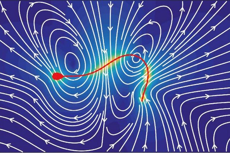 I movimenti degli spermatozoi deformano il fluido nel quale si muovono in modo simile a quanto accade nei campi magnetici (fonte: Kyoto University) - RIPRODUZIONE RISERVATA