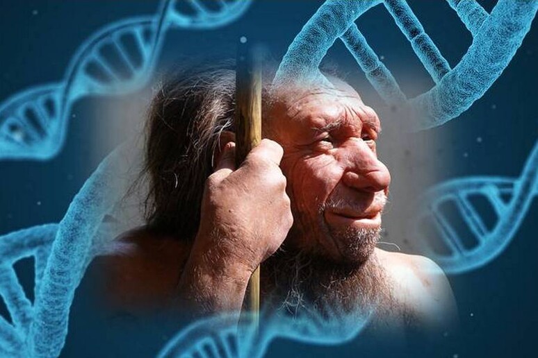 Nel Dna dell 'uomo moderno è ancora presente l 'impronta del Dna dell 'uomo di neanderthel (fonte: l 'immagine dell 'uomo di nenaderthal è di Erich Ferdinand) - RIPRODUZIONE RISERVATA