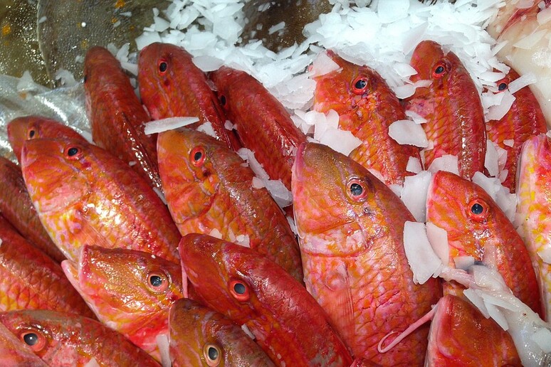 Le triglie sono fra i pesci la cui presenza nei mercati si ridotta in seguito alla protesta dei pescatori - RIPRODUZIONE RISERVATA