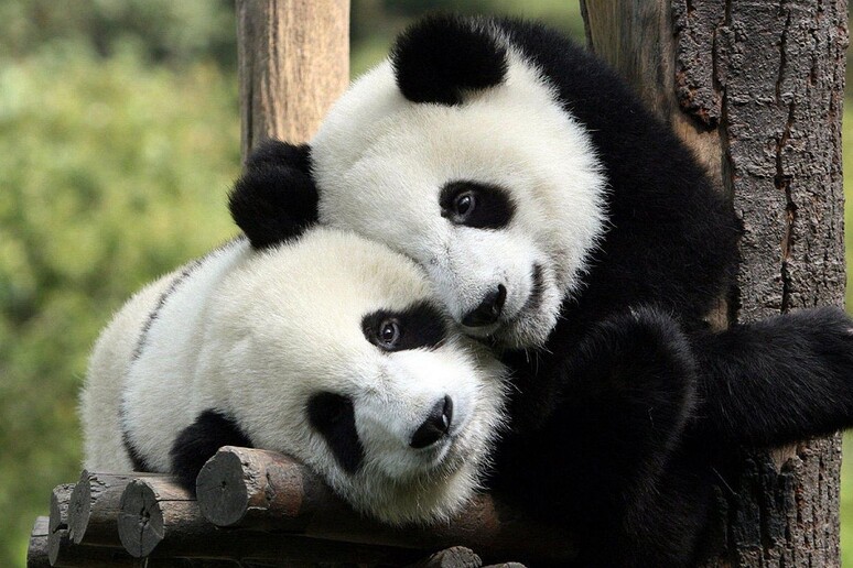 Scoperto il segreto del colore dei panda (fonte: Todorov.petar.p) - RIPRODUZIONE RISERVATA